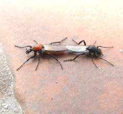 Bibio hortulanus
