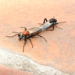 Bibio hortulanus