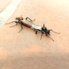 Bibio hortulanus