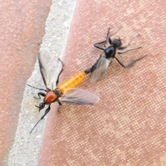 Bibio hortulanus