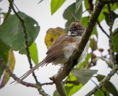 Synallaxis albescens
