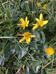 Ficaria verna