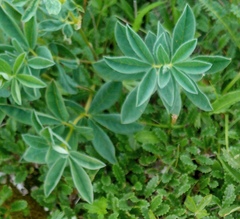 Thermopsis alpina
