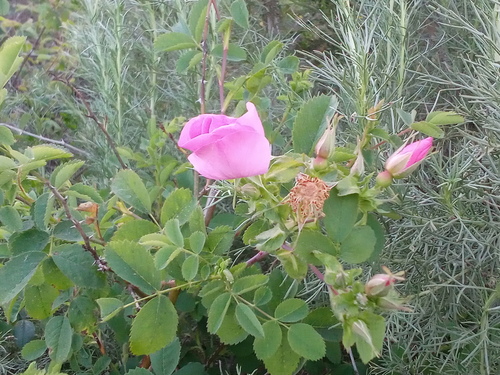 iNaturalist observation photo of California Wild Rose
