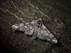 Biston robustum robustum