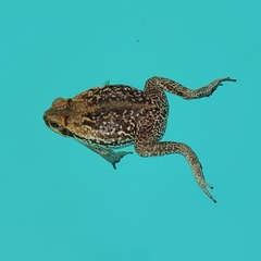 Rhinella diptycha