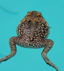 Rhinella diptycha
