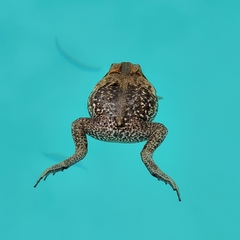 Rhinella diptycha