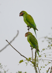 Psittacula longicauda