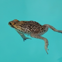 Rhinella diptycha