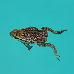 Rhinella diptycha