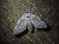 Biston robustum robustum