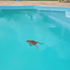 Rhinella diptycha
