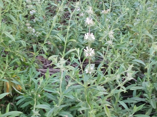 iNaturalist observation photo of black sage