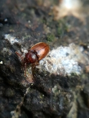 Atomaria fuscata