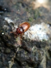 Atomaria fuscata