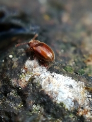 Atomaria fuscata