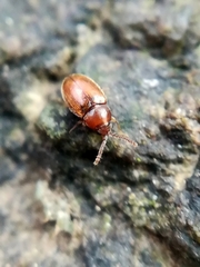 Atomaria fuscata