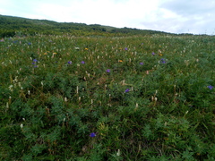 Thermopsis alpina