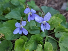 Viola hirsutula