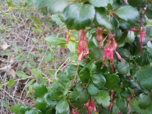 iNaturalist observation photo of Fuchsiaflower Gooseberry