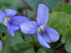 Viola hirsutula