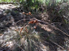 Fimbristylis castanea