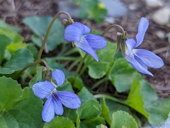 Viola hirsutula