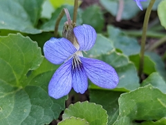 Viola hirsutula