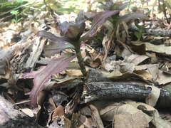 Callisia fragrans