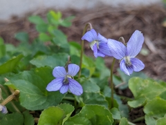 Viola hirsutula