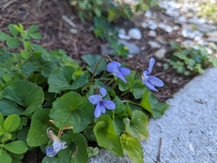 Viola hirsutula