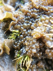 Lathagrium auriforme