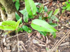 Smilax anceps
