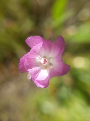 Sidalcea calycosa rhizomata