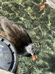 Asarcornis scutulata