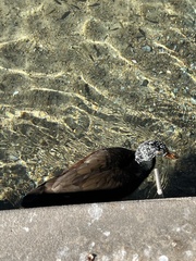 Asarcornis scutulata