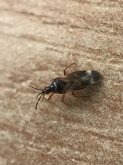 Anthocoris nemoralis