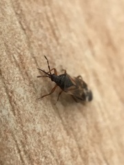 Anthocoris nemoralis