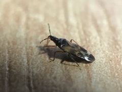 Anthocoris nemoralis