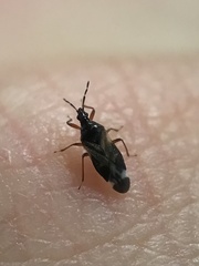 Anthocoris nemoralis