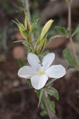 Barleria rigida