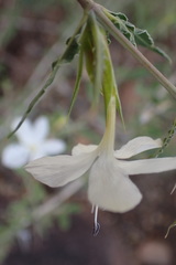 Barleria rigida