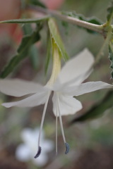 Barleria rigida