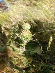 Cirsium remotifolium
