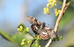 Chiomara