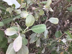 Vitex rotundifolia