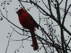 Cardinalis cardinalis