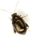 Sweetpotato Flea Beetle - Photo (c) Mike Quinn, Austin, TX, some rights reserved (CC BY-NC), uploaded by Mike Quinn, Austin, TX