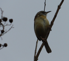 Thryothorus ludovicianus